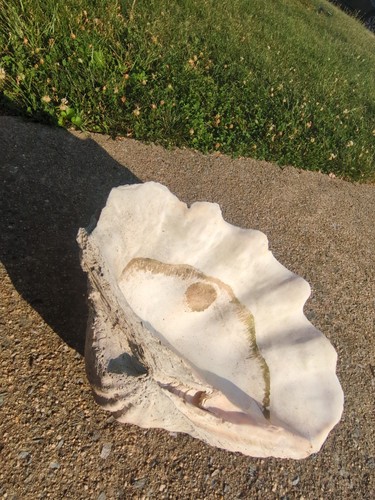 Giant clam shell tridacna - clam,