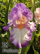 1 Rizoma Iris Germanica