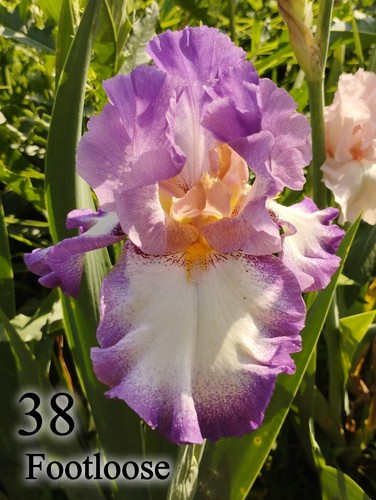Rizoma iris germanica - rizoma,
