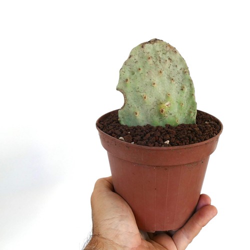 Opuntia titania - , (unrooted)