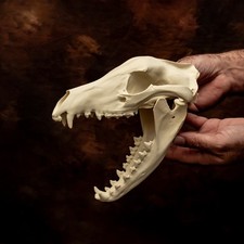 Thylacine Skull Replica Life