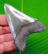 Megalodonte dente di - 3,45",