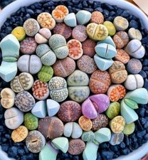 Lithops Optica rari mesembs