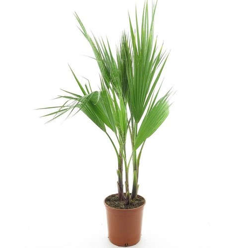 Palma messicana washingtonia - messicana, "washingtonia