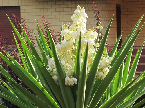 Pianta yucca gloriosa - gloriosa, vaso