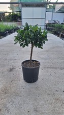 piante di agrumi, Calamondino, Citrus Mitis, Vaso 20", Altezza Innesto 27 Cm 