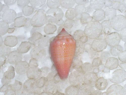 Conus axelrodi amazing - conus,