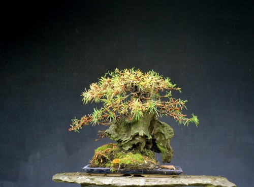 Bonsai outdoor winterhart