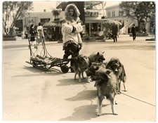 Squadra slitta cane anni 30