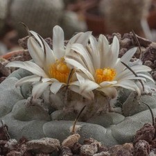 Turbinicarpus schmiedickeanus