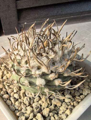 Turbinicarpus klinkerianus - , 4