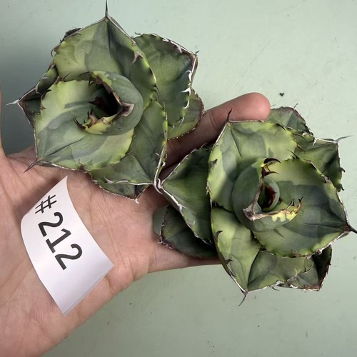 2pcs rara pianta cactus - 2pcs, di