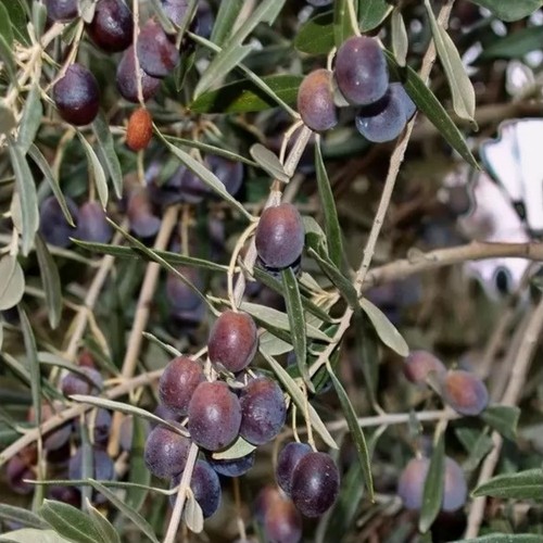 Pianta ulivo carboncella - pianta,