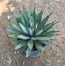 AGAVE MACROACANTHA (BLU) -