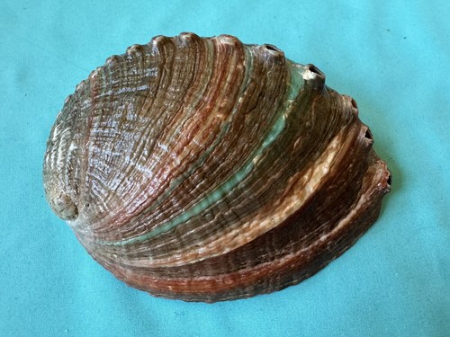Conchiglia naturale haliotis - naturale,