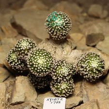 8.8cm Rare plant Mammillaria