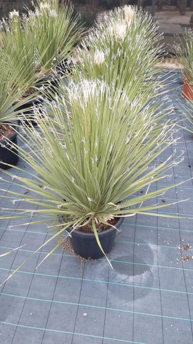Dasylirion serratifolium - dasylirion,