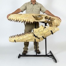 Giant mosasaur skull - mosasaur, 120cm