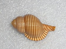 GELAGNA SUCCINCTA WOOOOOOOW