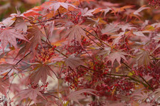 Acero giapponse palmato " 9001