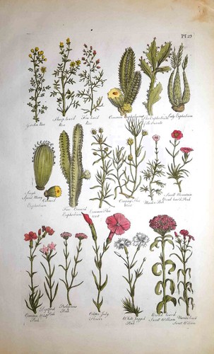 Stampa antica botanica erbario - antica,