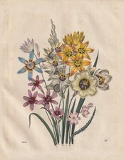 Ixia Ixien Varie Tipi Di