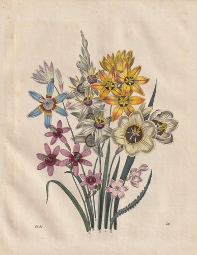Ixia ixien varie - ixien,
