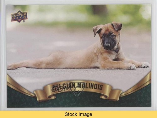 Collezione upper deck - collezione, canine