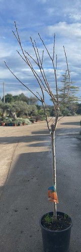 Pianta cako caco mela - di,