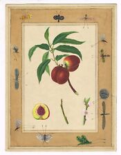 Fatto a Mano Frutta Art