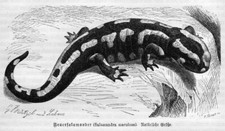 Salamandra da fuoco Salamandra