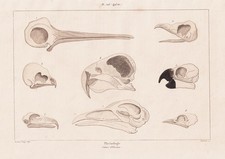 Frenologia Teste Uccello Birds Ornitologia Incisione Acciaio Guerin-Meneville