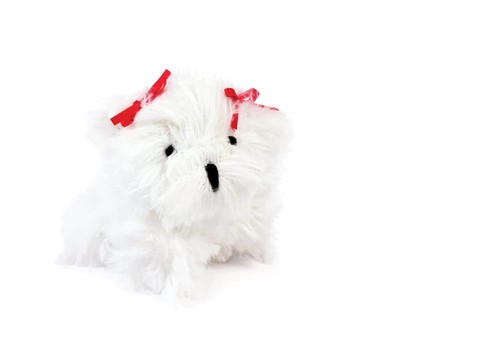 Oscar newman maltese pipsqueak - newman,