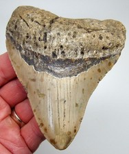 Dente di squalo megalodonte