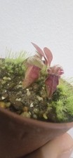  Cephalotus follicularis BCP