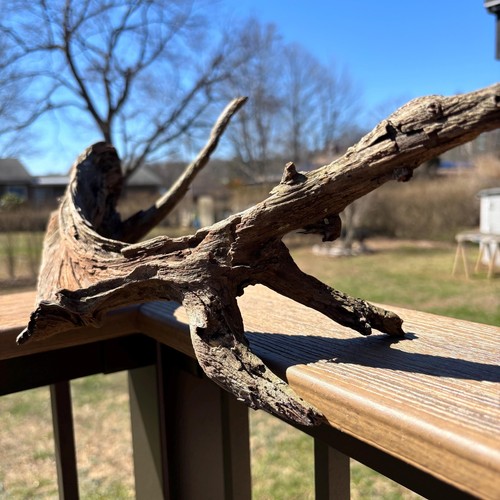 Driftwood curvo 16x5x12 unico