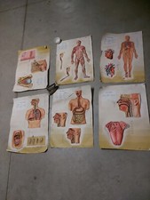 Vintage Poster rilievo 3d Didattica Corpo Umano Rico Firenze Anni 60  Didattici