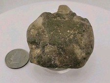 Granchio Ferro di Cavallo