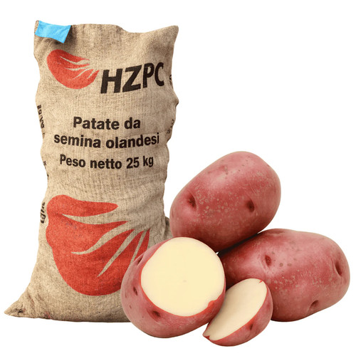 Seme patate zina red - di,