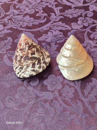 Splendide conchiglie - splendide,