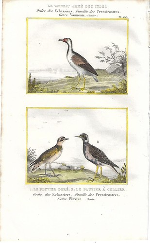 Stampa antica uccelli - antica,