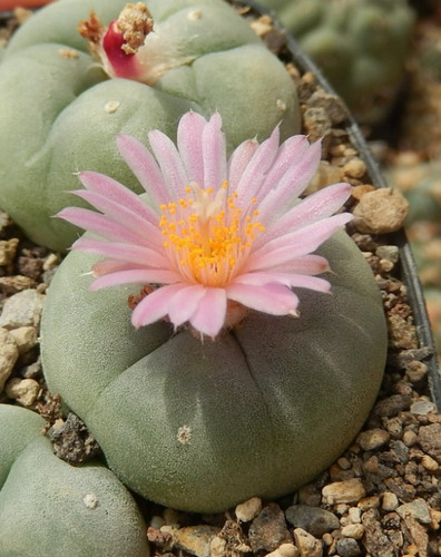 Cactus texensis flicii