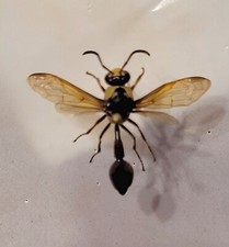 Eumeninae, Imenotteri, Vespidae. Vespa africana, Togo. 