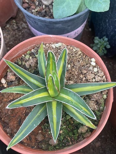 Raresucculent plant agave - ,