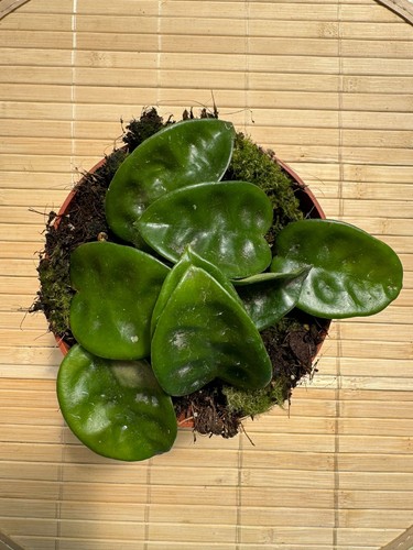 Hoya carnosa krinkle - fiore, di