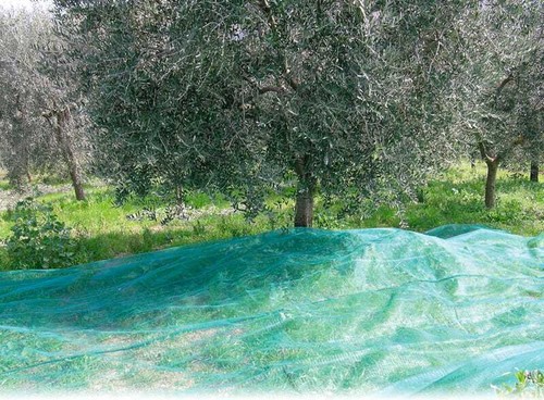 Rete raccolta olive telo - raccolta, in