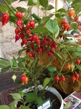 Peperoncino Chupetinho -