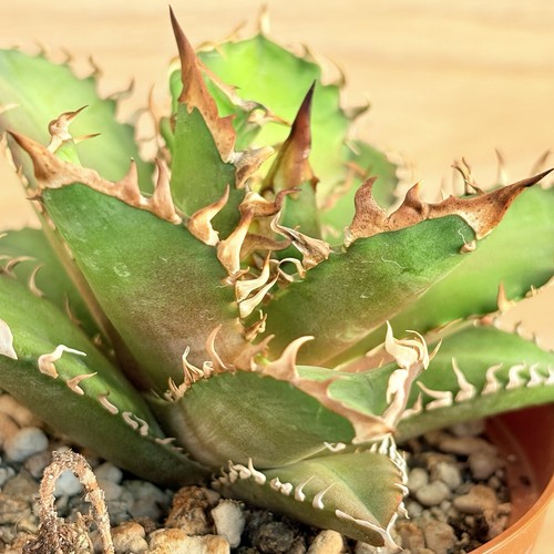 Agave titanota red - agave, cv.