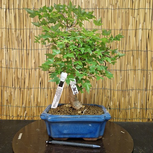 Bonsai acero bergerianum - di,