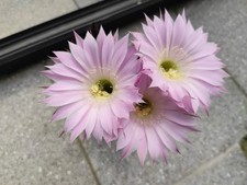 Cactus Echinopsis AL20-E07-01